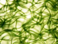 海洽會展商推介丨博露生物,致力科技創新研發