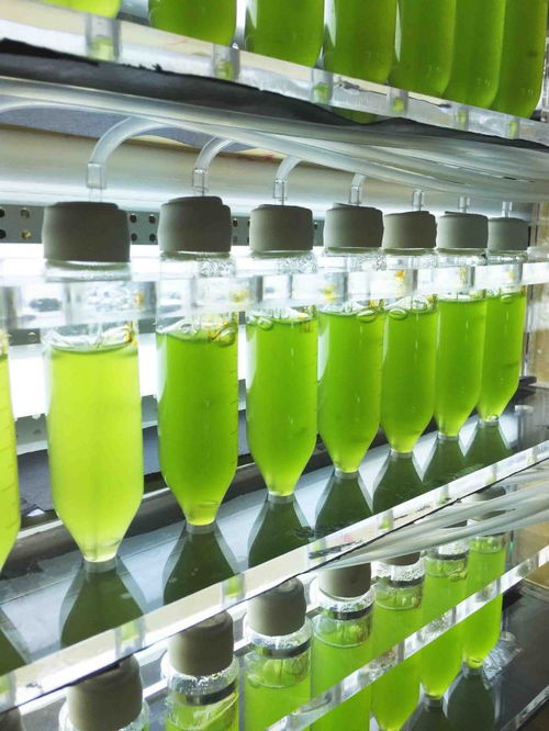 綠a入選云南省 10大名品 ,微藻產業領頭羊實至名歸