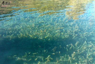 天然螺旋藻的功效與作用有哪些_蘋果綠