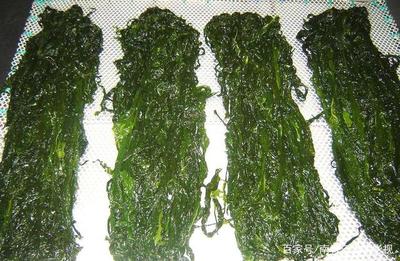 裙帶菜 海中蔬菜，天然螺旋藻的健康寶藏