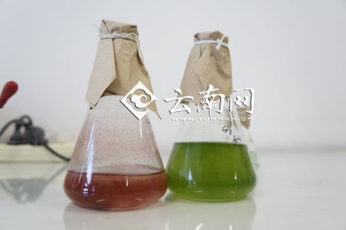 科研引領，創(chuàng)新驅動 綠A創(chuàng)新源動力研發(fā)中心與中國螺旋藻產(chǎn)業(yè)的騰飛