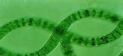 螺旋藻到底有沒有副作用？天然螺旋藻的全面解析